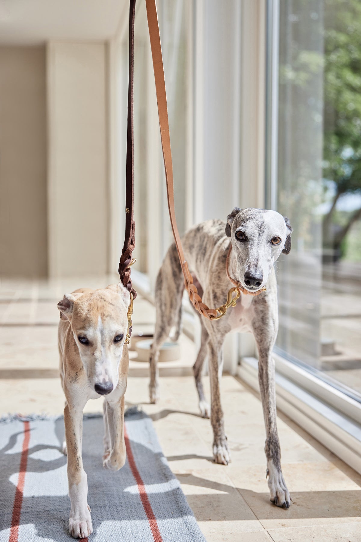 Robin Dog Leash - M/L