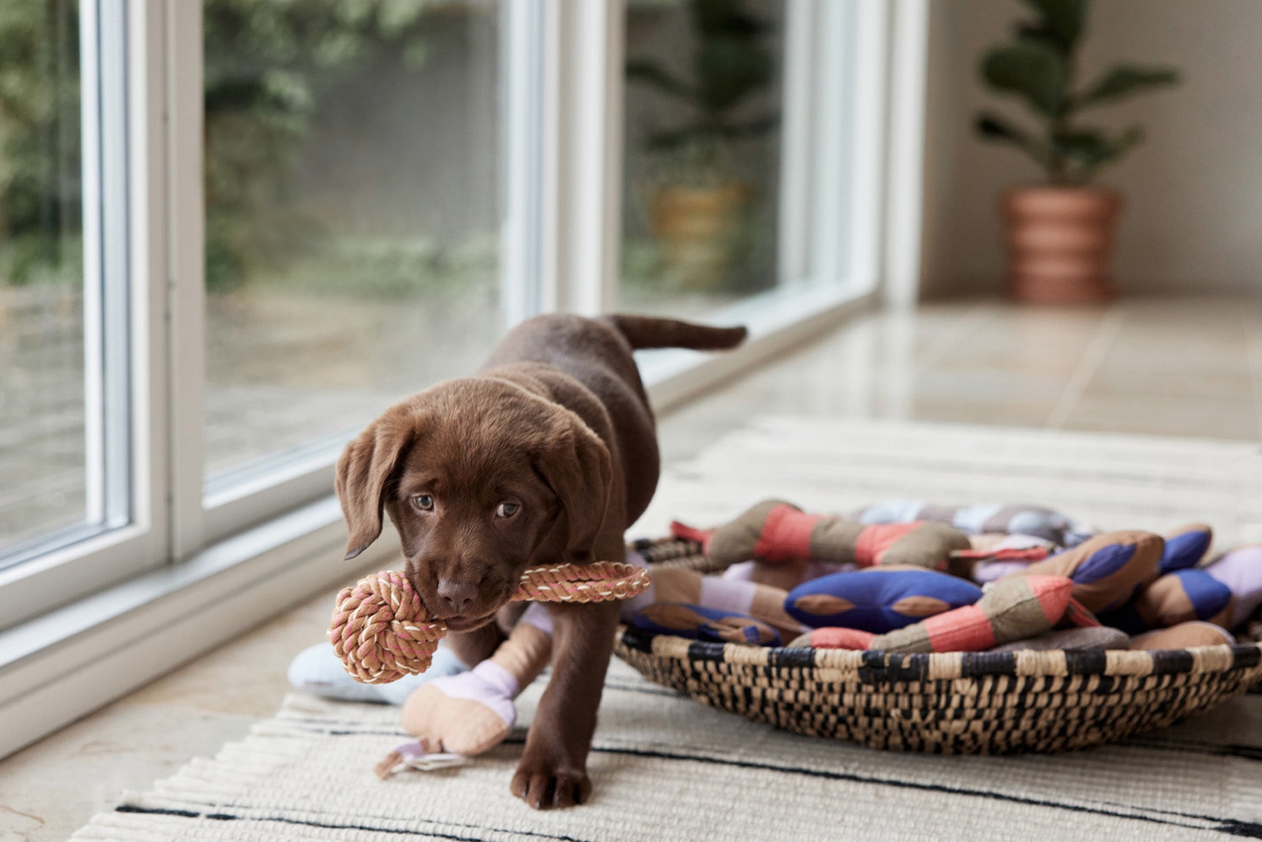 Ashi Honden Speelgoed - Groot