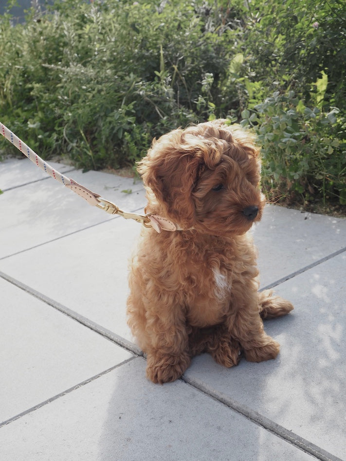 Perry Dog Leash - S/M