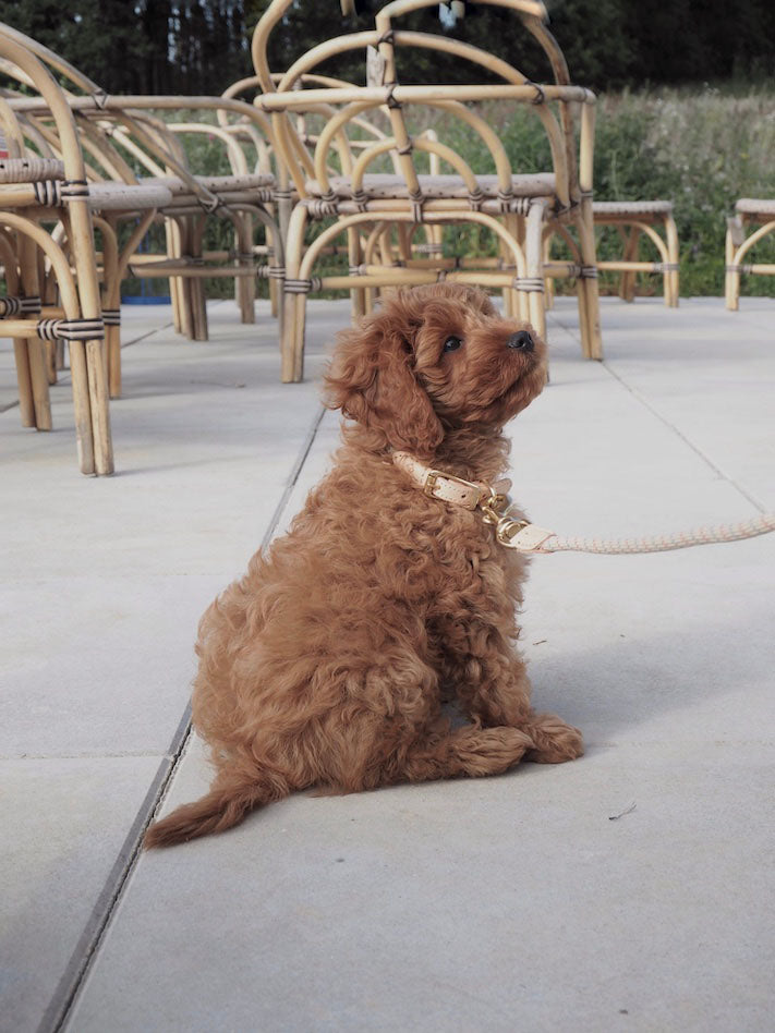 Perry Dog Collar - Extra Large