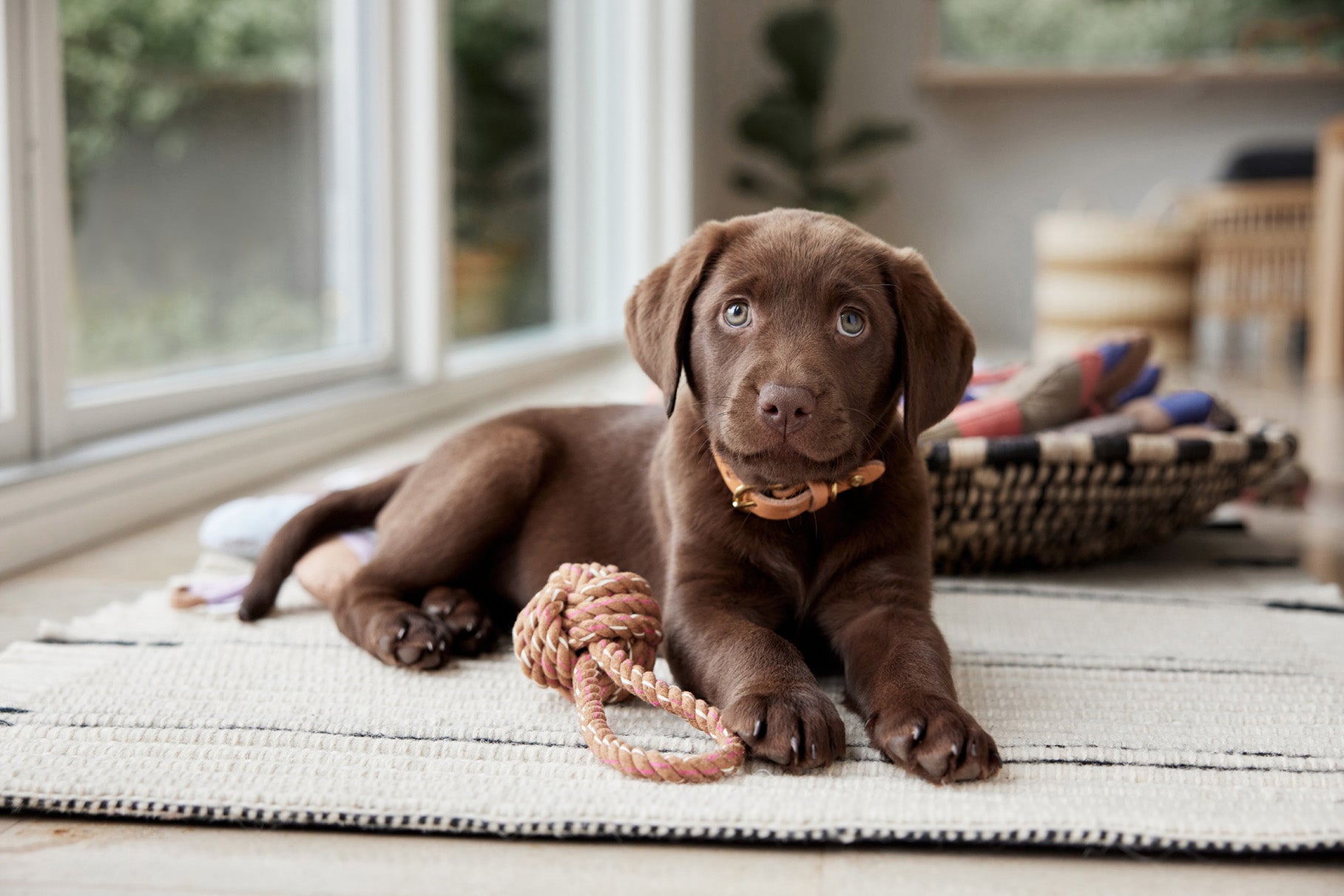 Otto Touw Honden Speelgoed